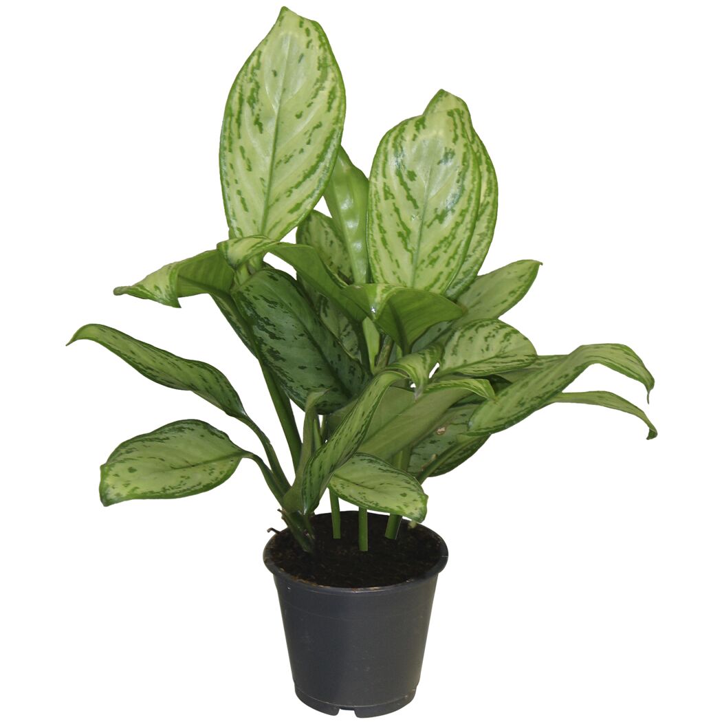 Grüne Pflanze Aglaonema Maria im Topf