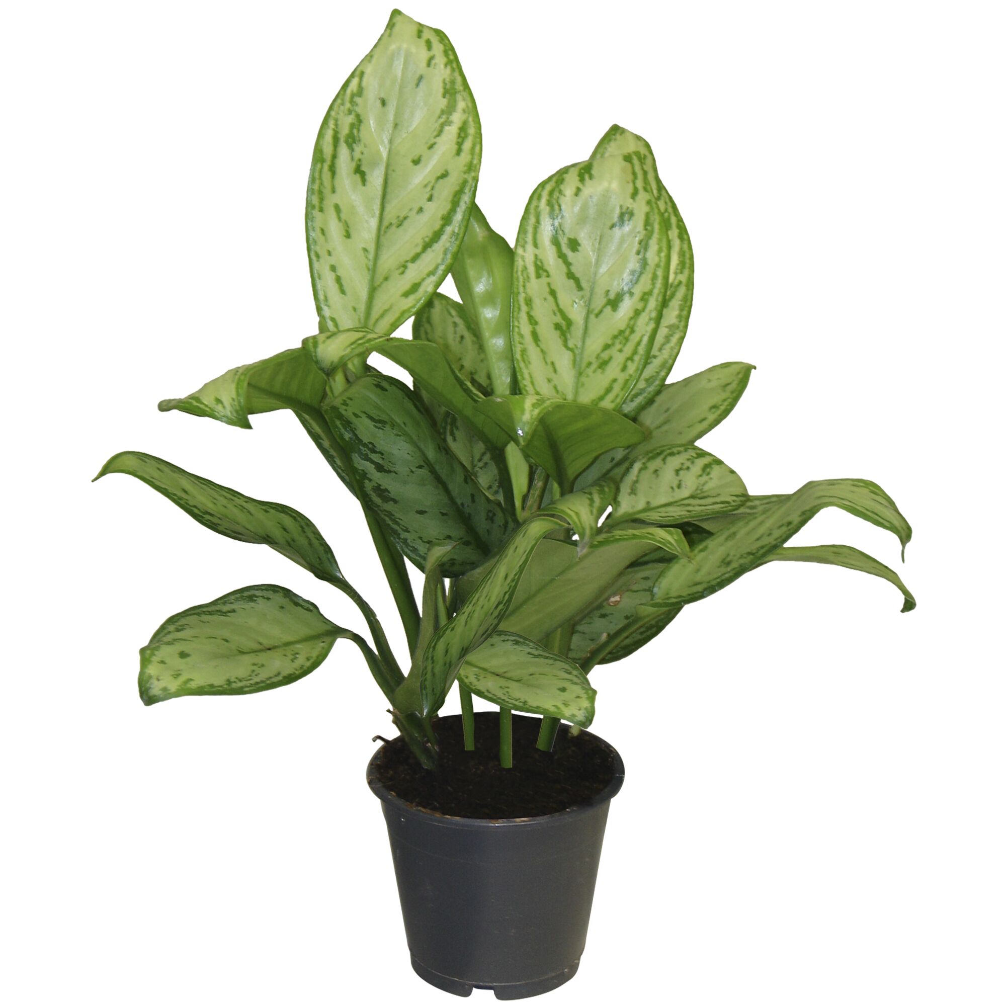 Grüne Pflanze Aglaonema Maria im Topf