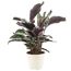 Calathea White Fusion, Zimmerpflanze im Topf