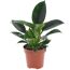 Philodendron im Topf