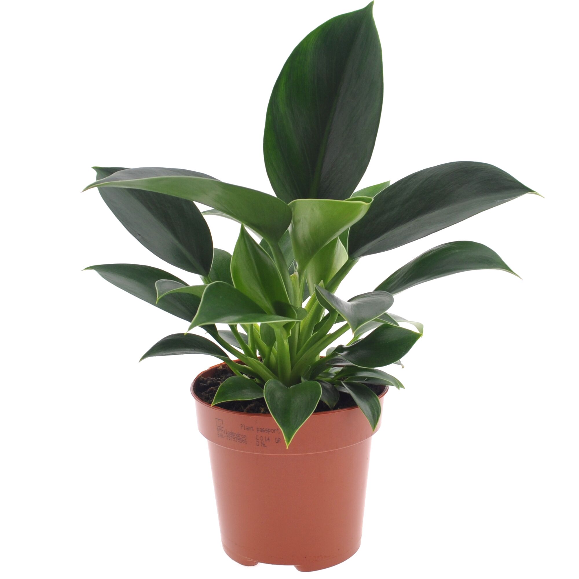 Philodendron im Topf