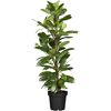 Grünpflanzen verschiedene Sorten, 24 cm Topf