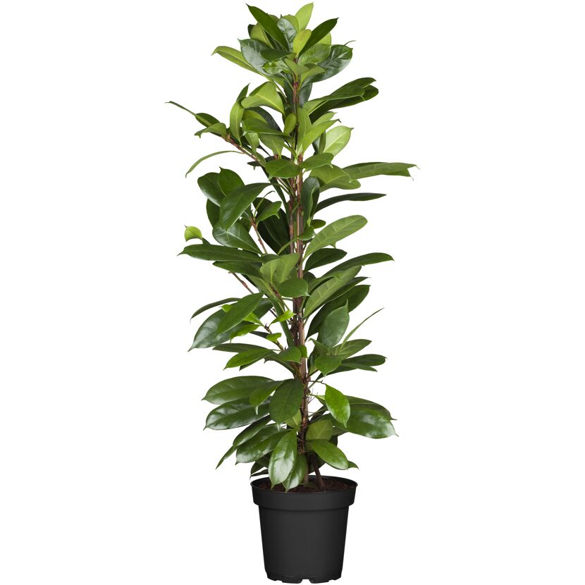 Grünpflanzen verschiedene Sorten, 24 cm Topf