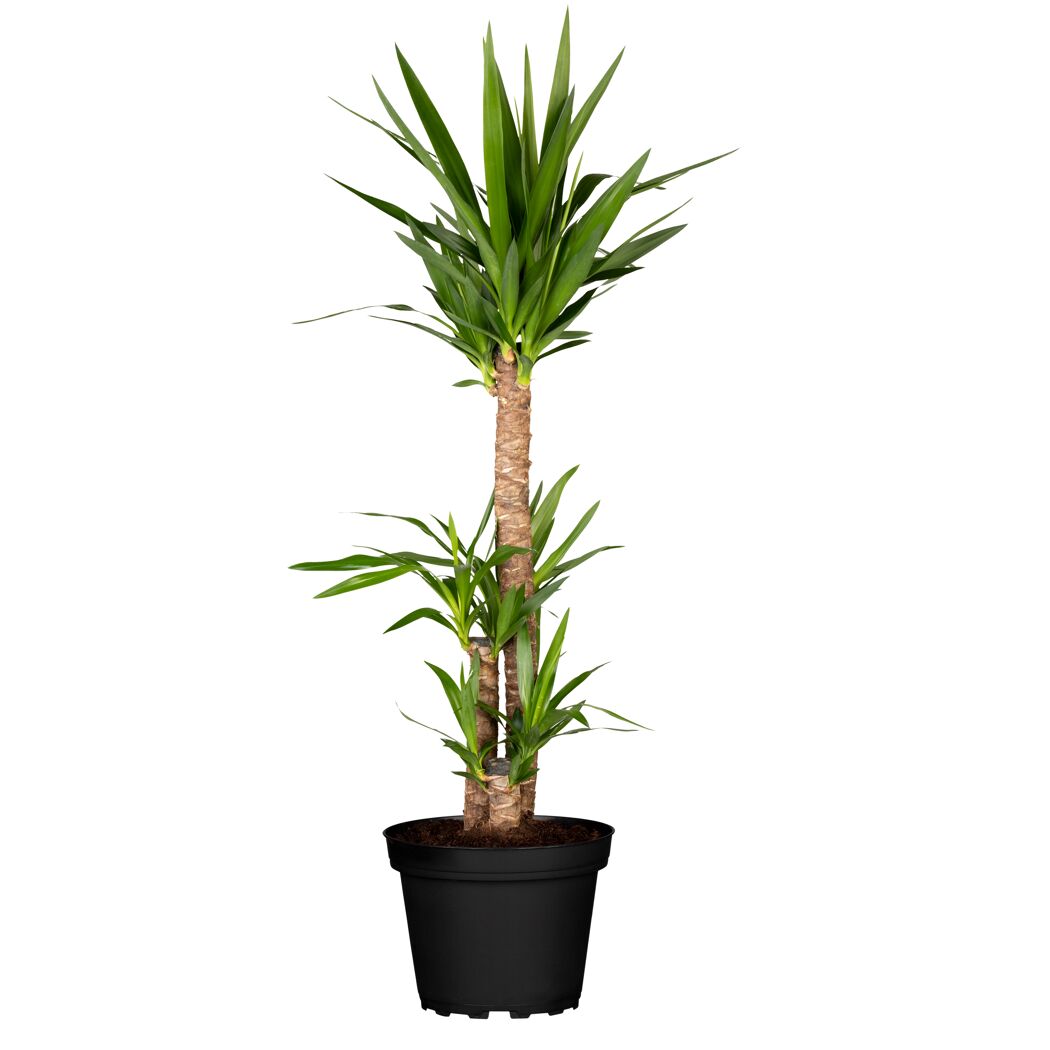 Grünpflanzen verschiedene Sorten, 24 cm Topf