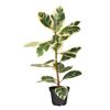 Grünpflanzen verschiedene Sorten, 24 cm Topf