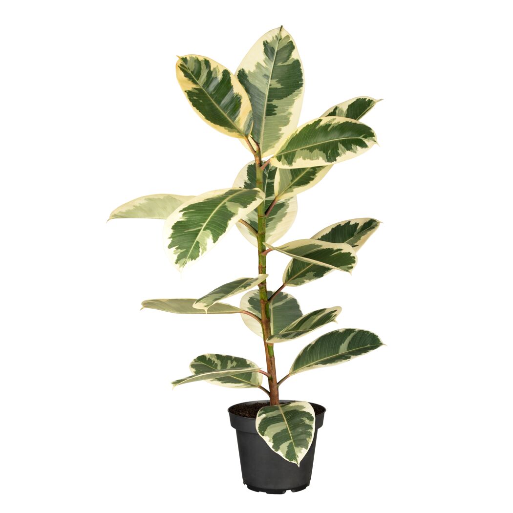 Grünpflanzen verschiedene Sorten, 24 cm Topf