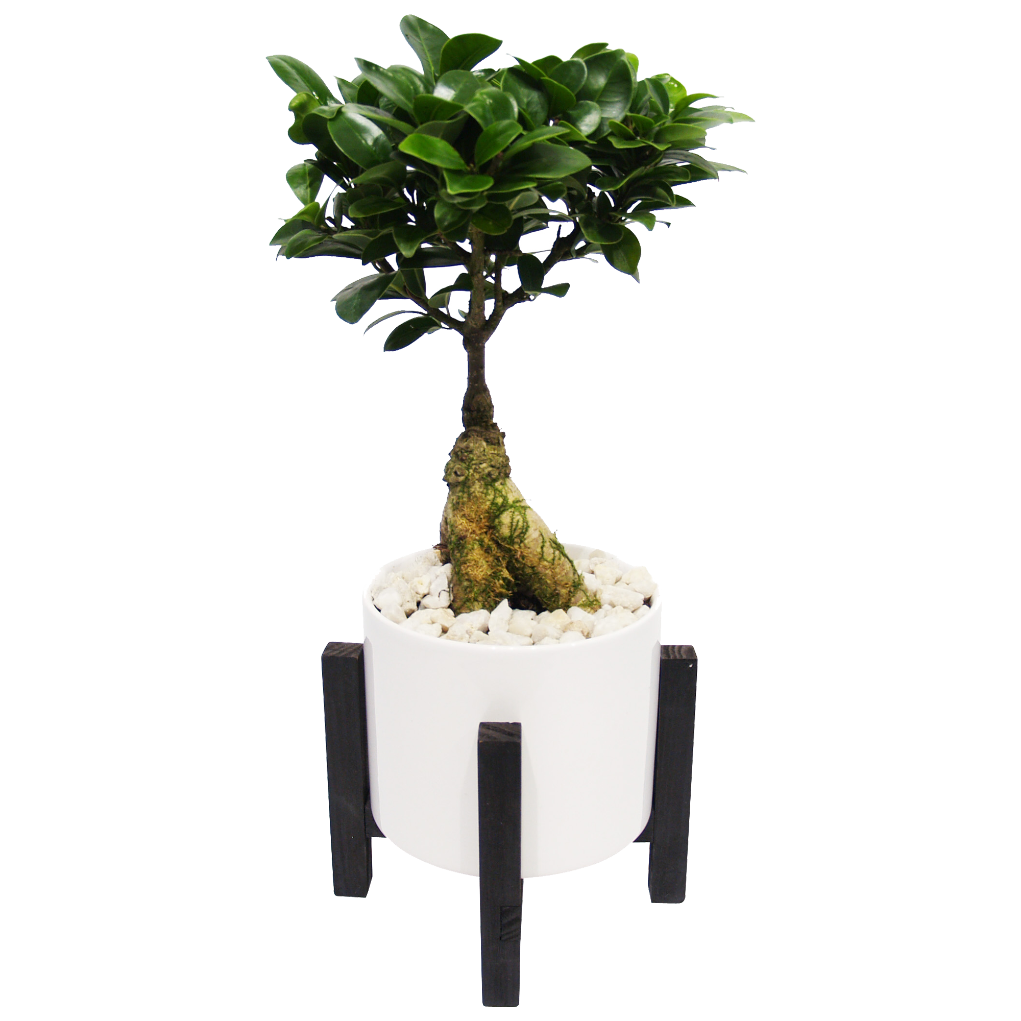 Zimmerbonsai Ficus 'Ginseng' auf Holzgestell 15 cm Topf + product picture