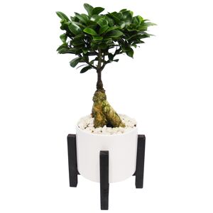 Zimmerbonsai Ficus 'Ginseng' auf Holzgestell weiß/schwarz 17 cm Topf