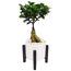 Verkleinertes Bild von Zimmerbonsai Ficus 'Ginseng' auf Holzgestell 15 cm Topf