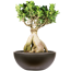 Verkleinertes Bild von Zimmerbonsai Ficus 'Ginseng' in Schale Salsa schwarz 30 cm