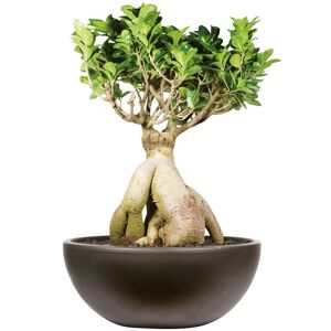 Zimmerbonsai Ficus 'Ginseng' in Schale Salsa schwarz 30 cm