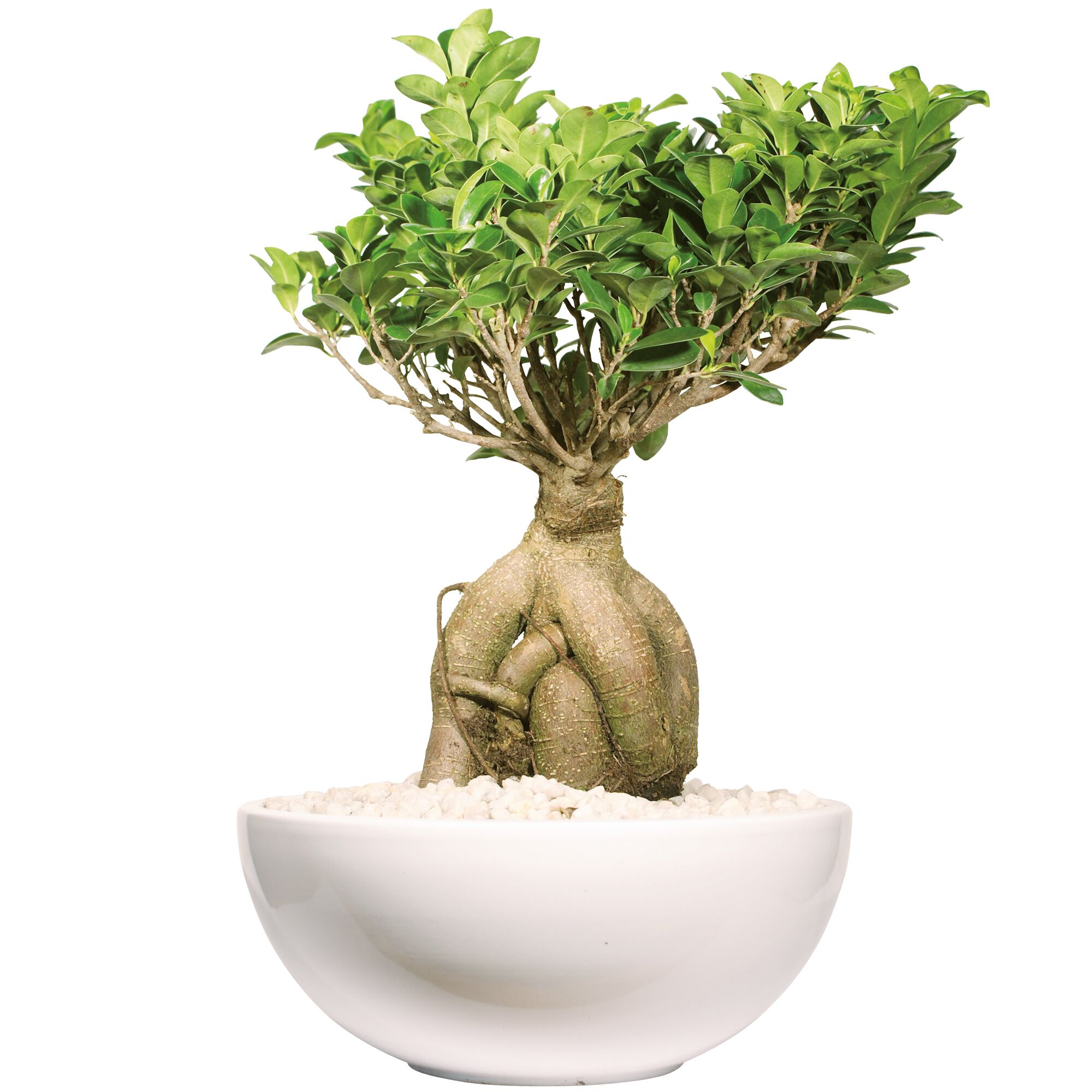 Ficus Microcarpa Ginseng in einem weißen Topf