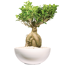 Verkleinertes Bild von Zimmerbonsai Ficus 'Ginseng' in Schale Salsa weiß 30 cm
