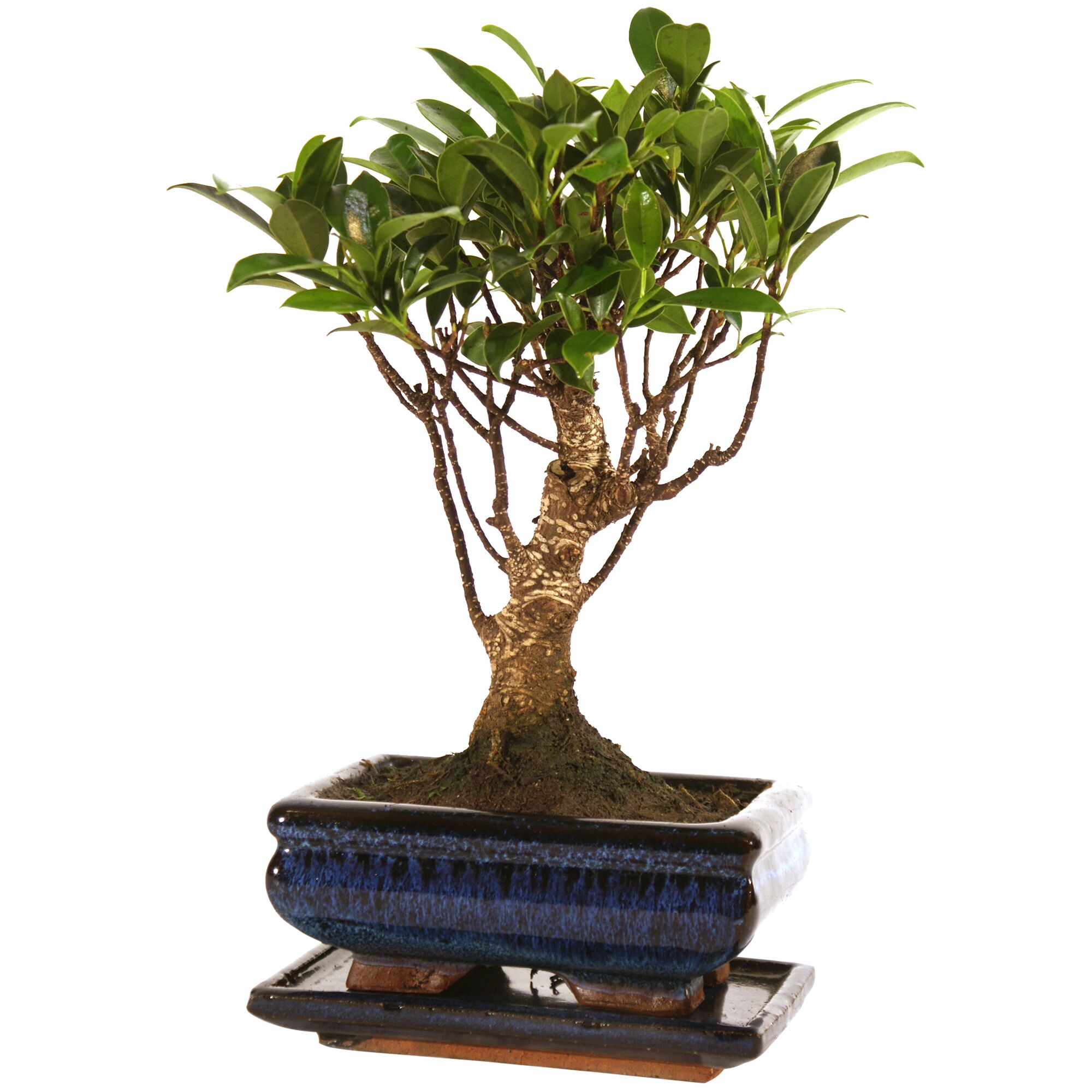 Bonsai-Ficus in blauem Topf