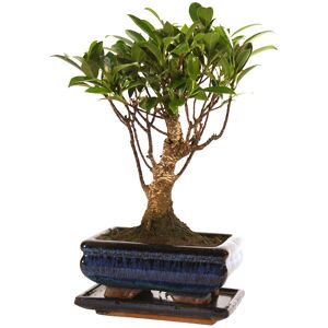 Zimmerbonsai Ficus in Keramikschale blau mit Untersetzer 15 cm