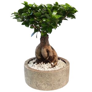 Zimmerbonsai Ficus 'Ginseng' in Keramiktopf Porto braun 20 cm