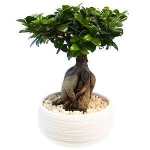 Zimmerbonsai Ficus 'Ginseng' in Keramiktopf Porto weiß 20 cm