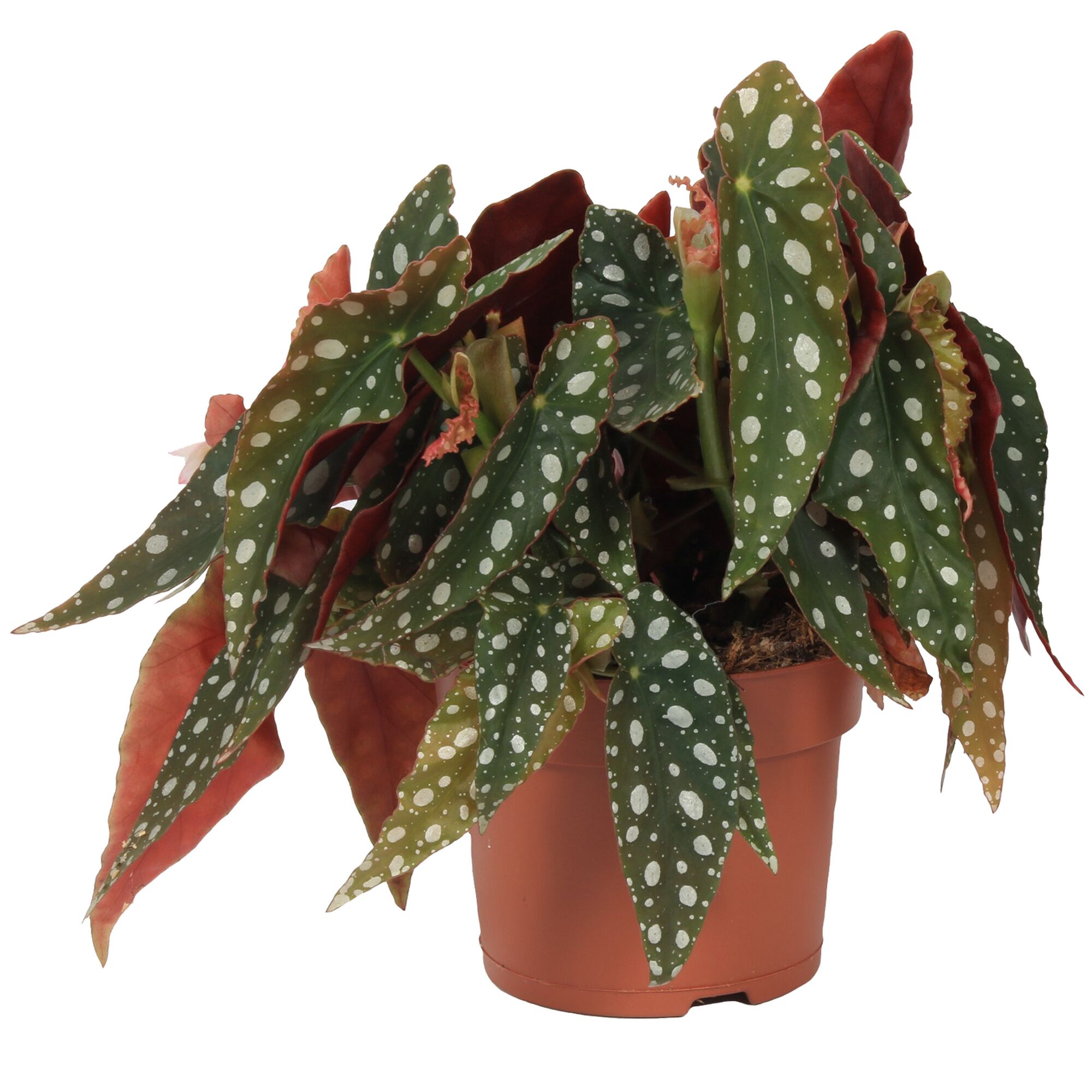 Gepflegte Begonia maculata im Topf