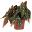 Forellenbegonie 'Silverspot' 12 cm Topf