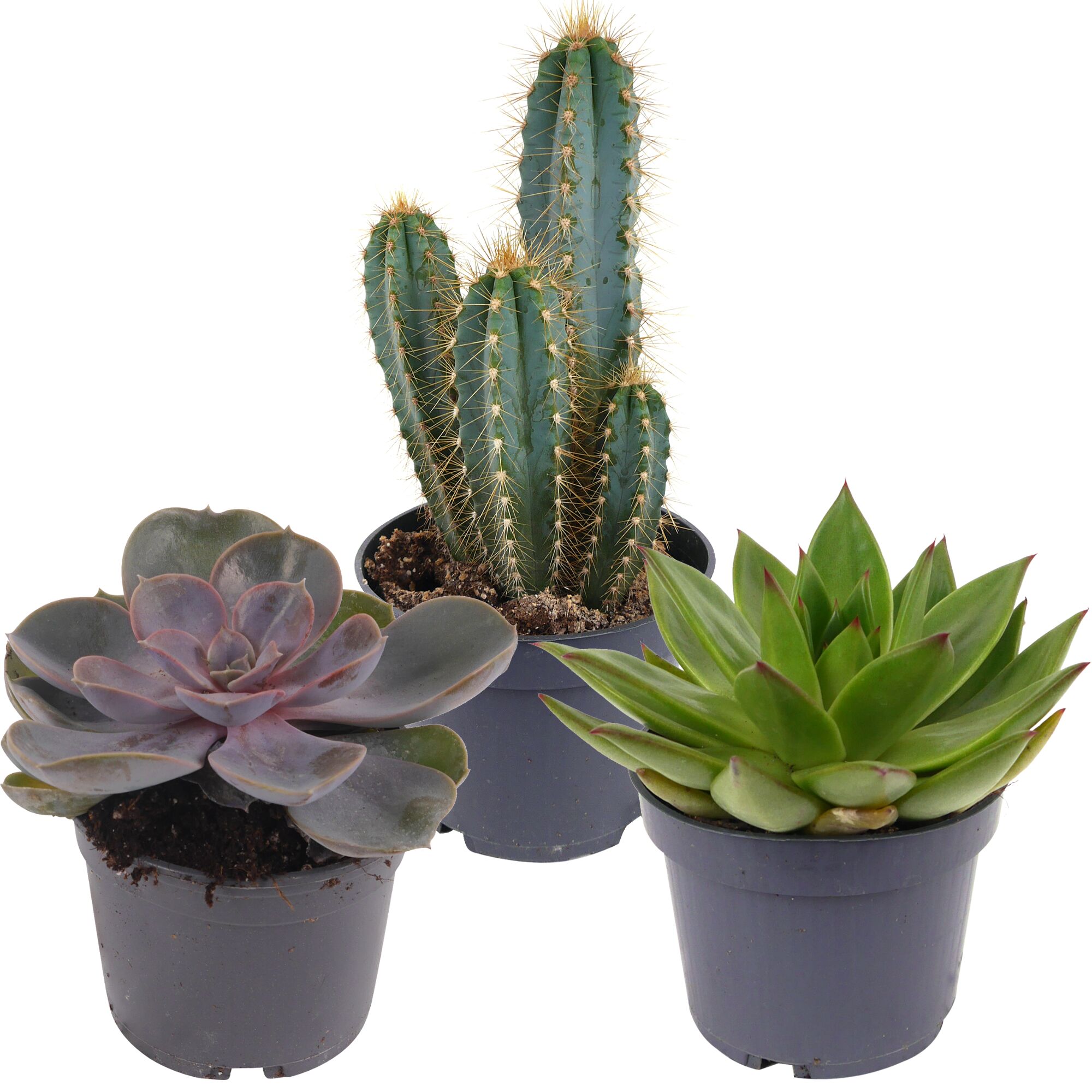 Drei Kakteen in schwarzen Töpfen.