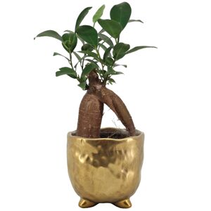 Zimmerbonsai Ficus 'Ginseng' in Metalltopf gold 6 cm