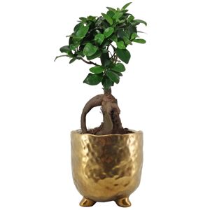 Zimmerbonsai Ficus 'Ginseng' in Metalltopf gold 12 cm