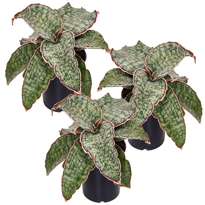 Drei Sansevieria StarGreen Granite in schwarzen Töpfen