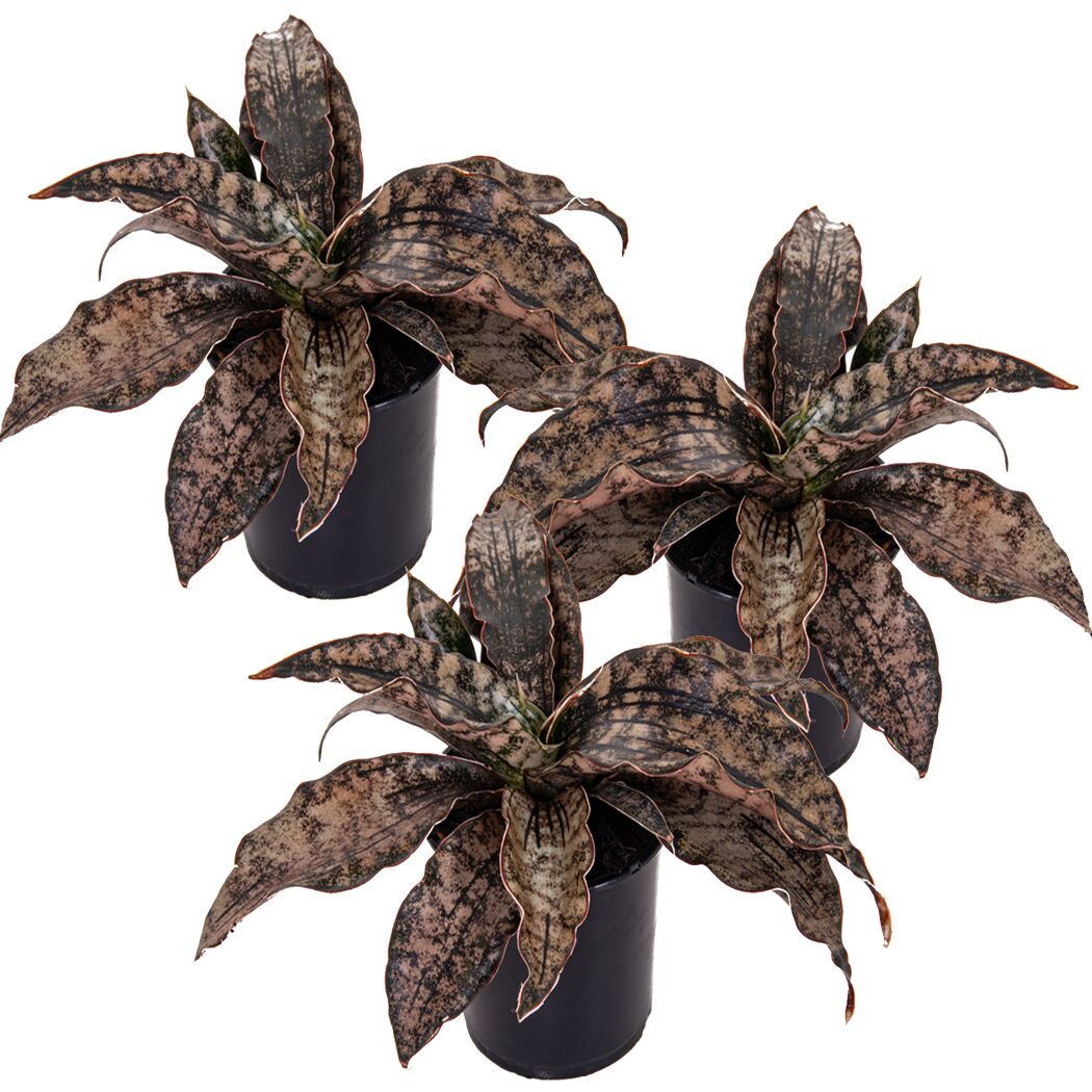 Drei Sansevieria Star Canyon Granit in schwarzen Töpfen