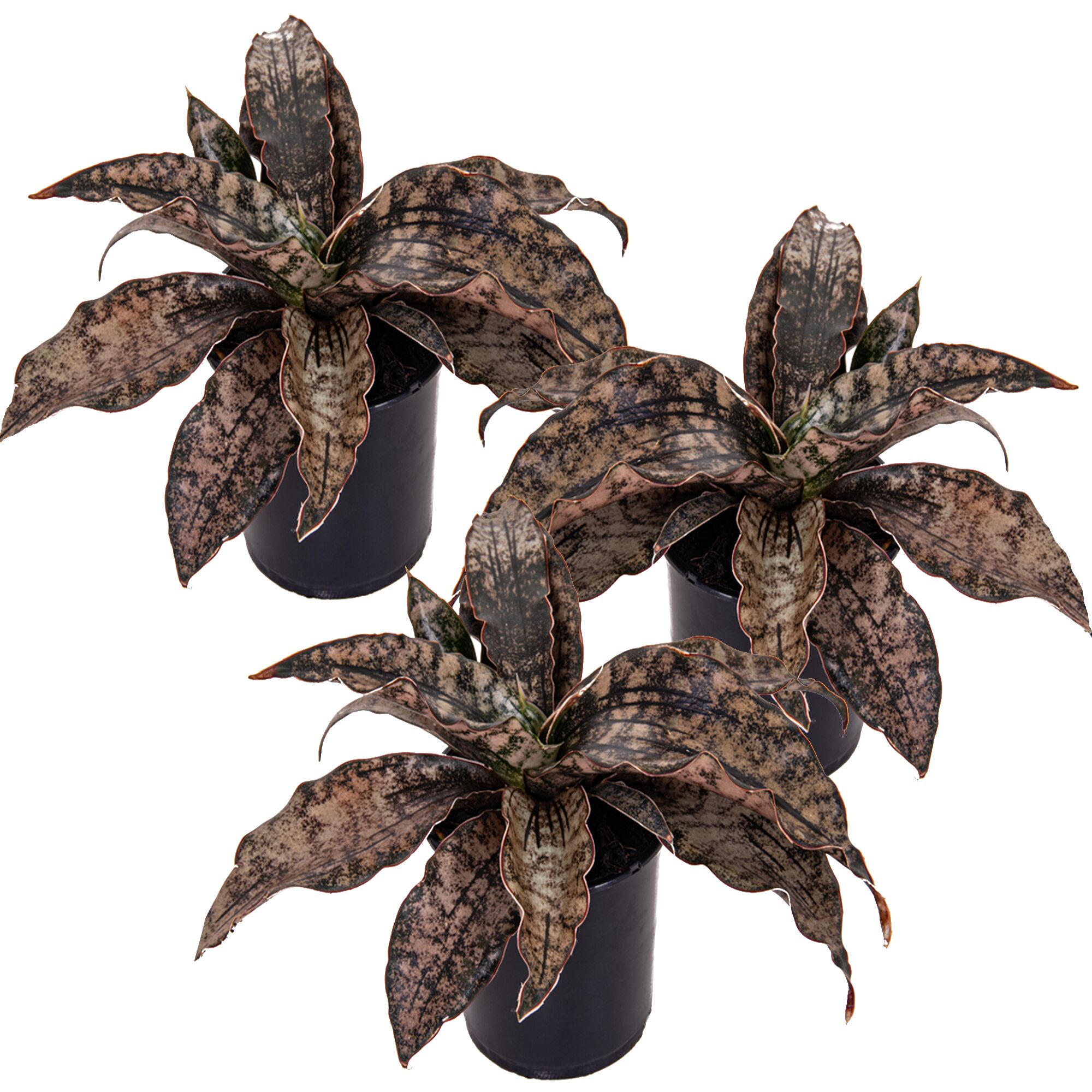 Drei Sansevieria Star Canyon Granit in schwarzen Töpfen