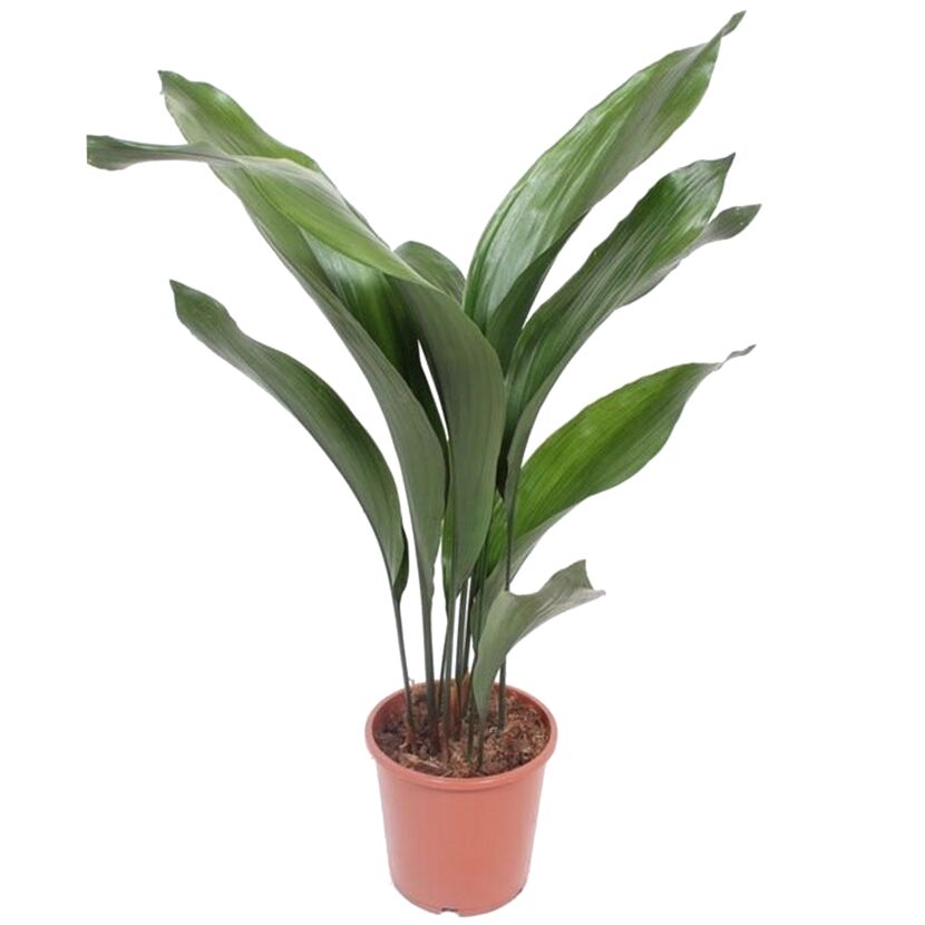 Schusterpalme in einem Topf