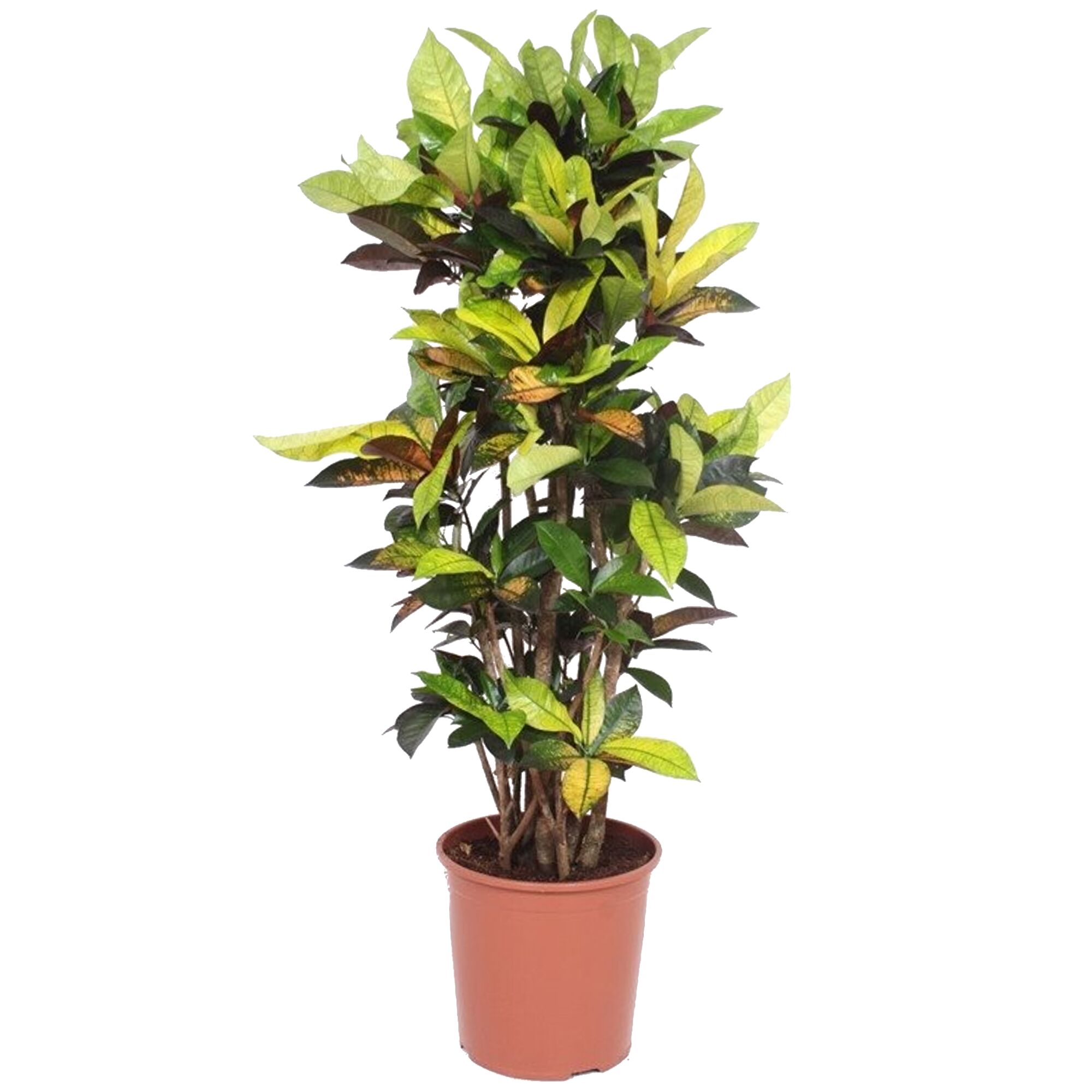 Wunderstrauch in einem Topf