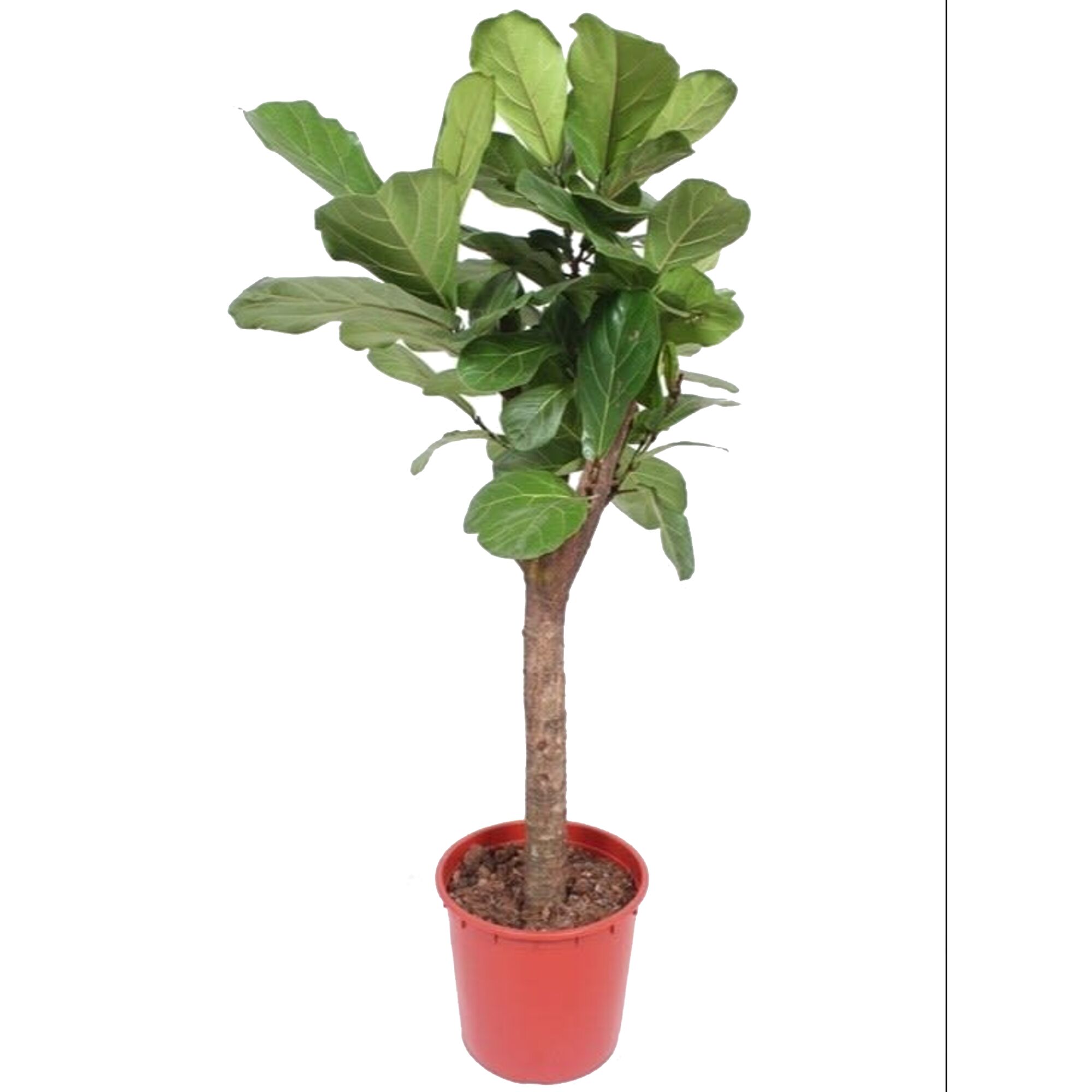 Geigenfeige in einem Topf