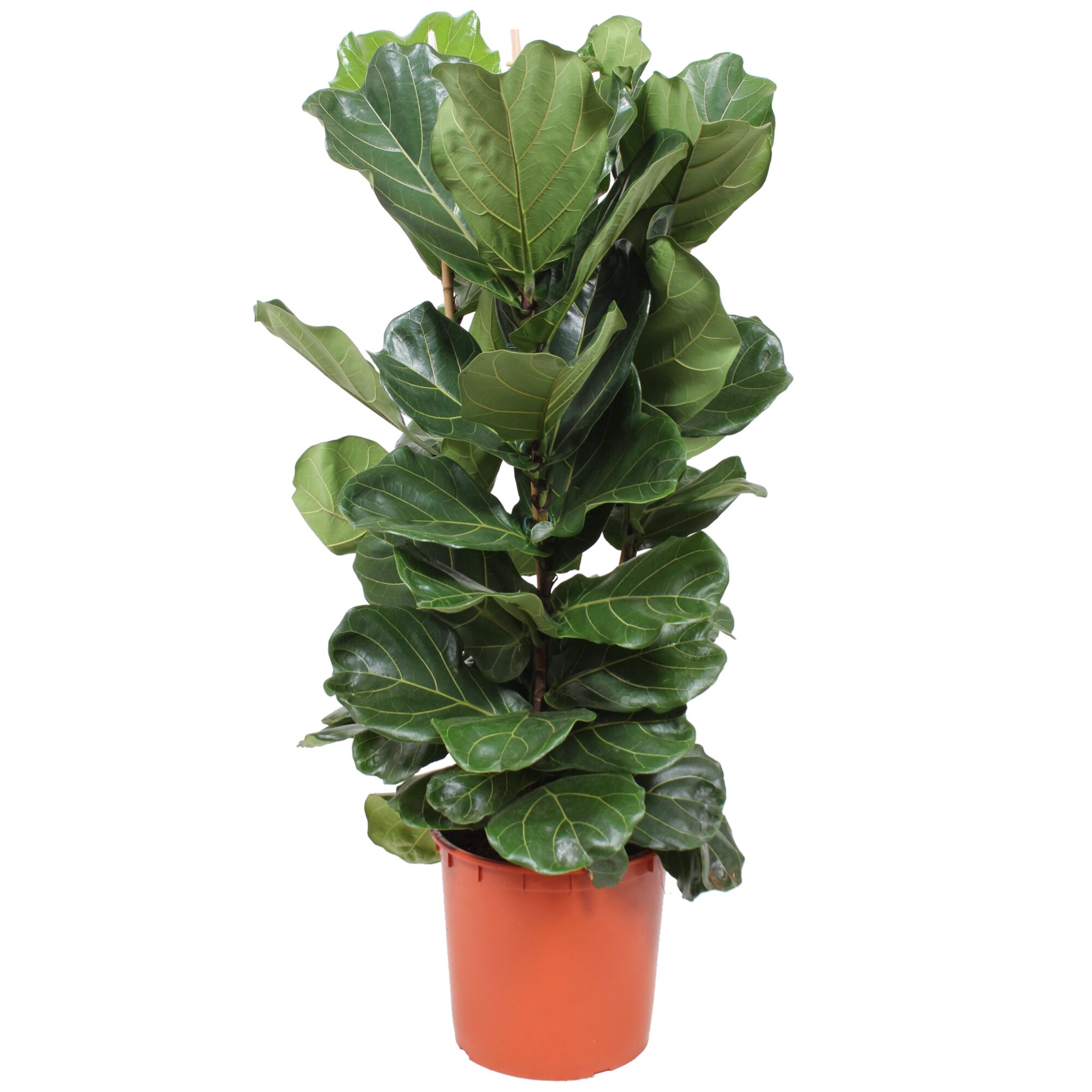 Geigenfeige in einem Topf