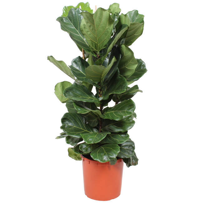 Bild von XXL-Geigenfeige 3 Stämme 130 cm, 34 cm Topf