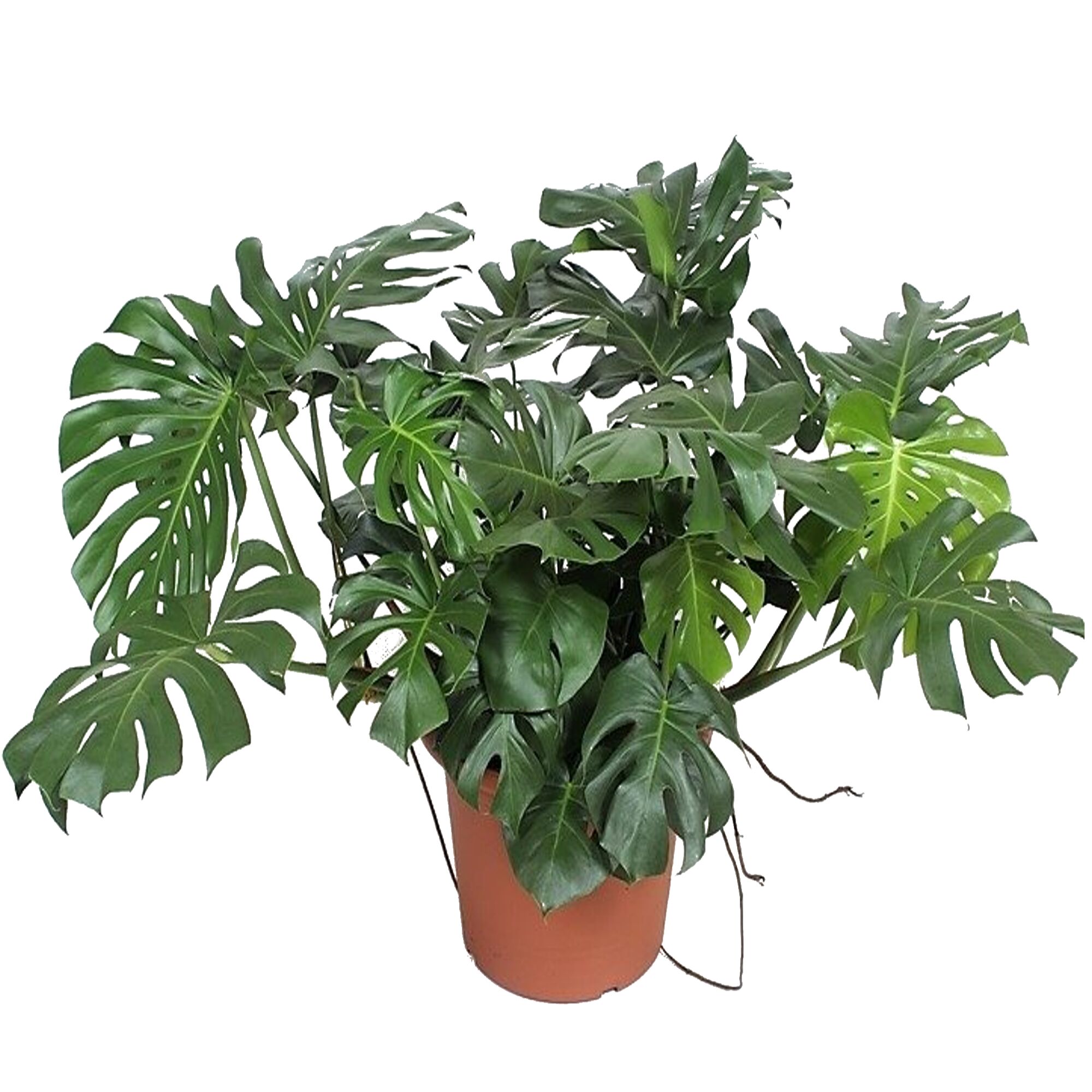 Monstera Deliciosa Fensterblatt in einem Topf