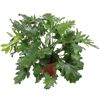 Philodendron Baumfreund in einem Topf