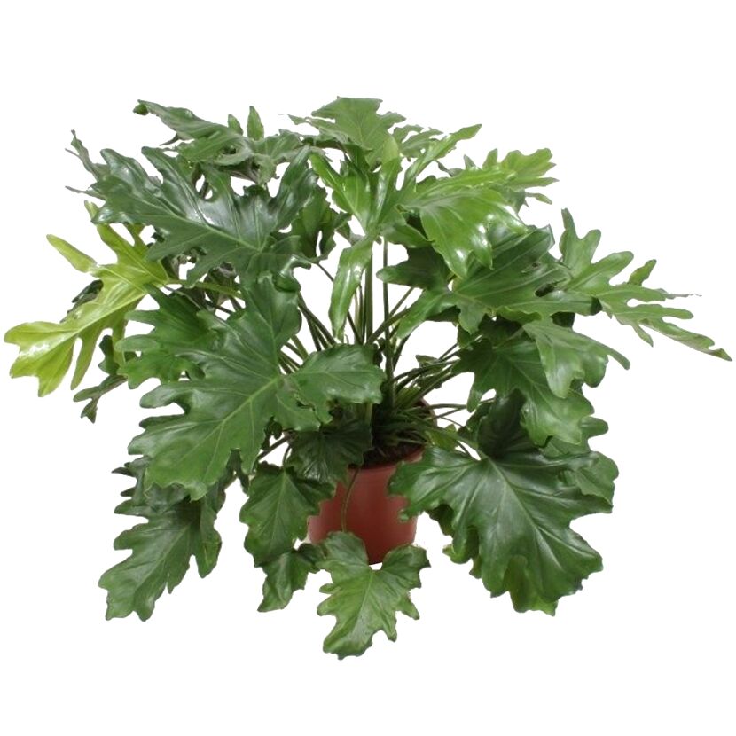 Philodendron Baumfreund in einem Topf