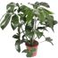 Philodendron Green Wonder in einem Topf