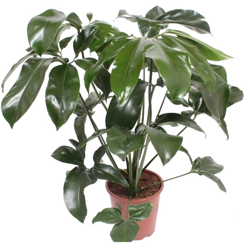 Philodendron Green Wonder in einem Topf