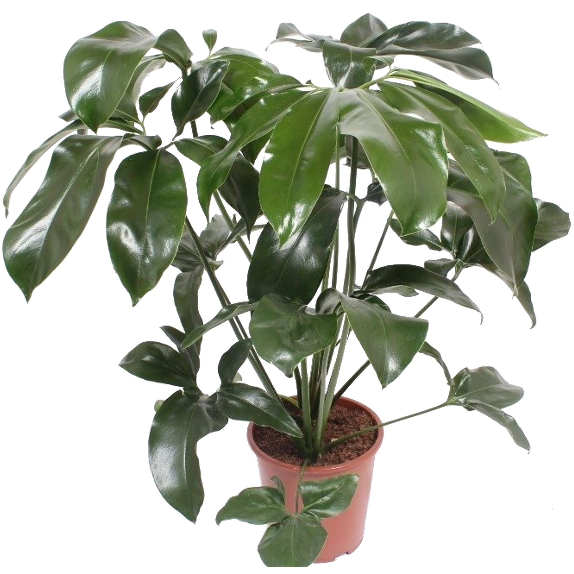 Philodendron Green Wonder in einem Topf