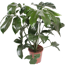 XXL-Baumfreund 'Green Wonder' 110 cm, 27 cm Topf