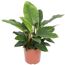 Philodendron Imperial Wonder in einem Topf