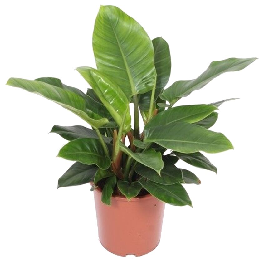 Philodendron Imperial Wonder in einem Topf