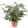 Philodendron Xanadu in braunem Topf