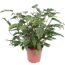 Philodendron Xanadu in braunem Topf