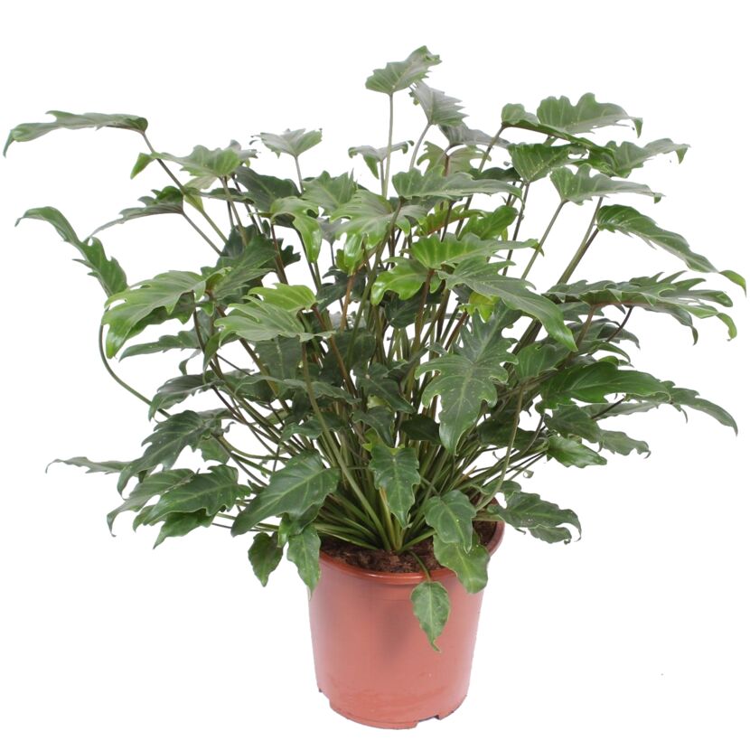 Philodendron Xanadu in braunem Topf
