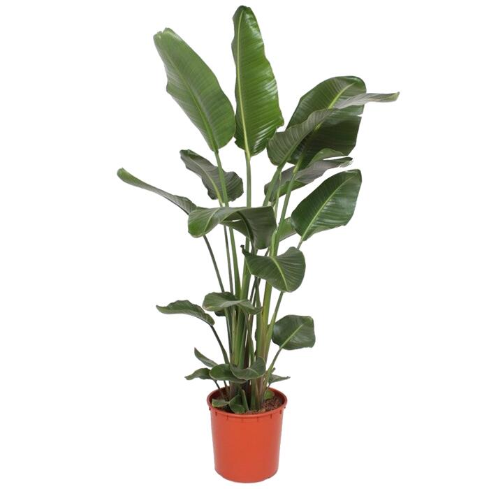 XXLStrelitzie 180 cm, 34 cm Topf