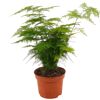Zier-Spargel verschiedene Sorten 12 cm Topf
