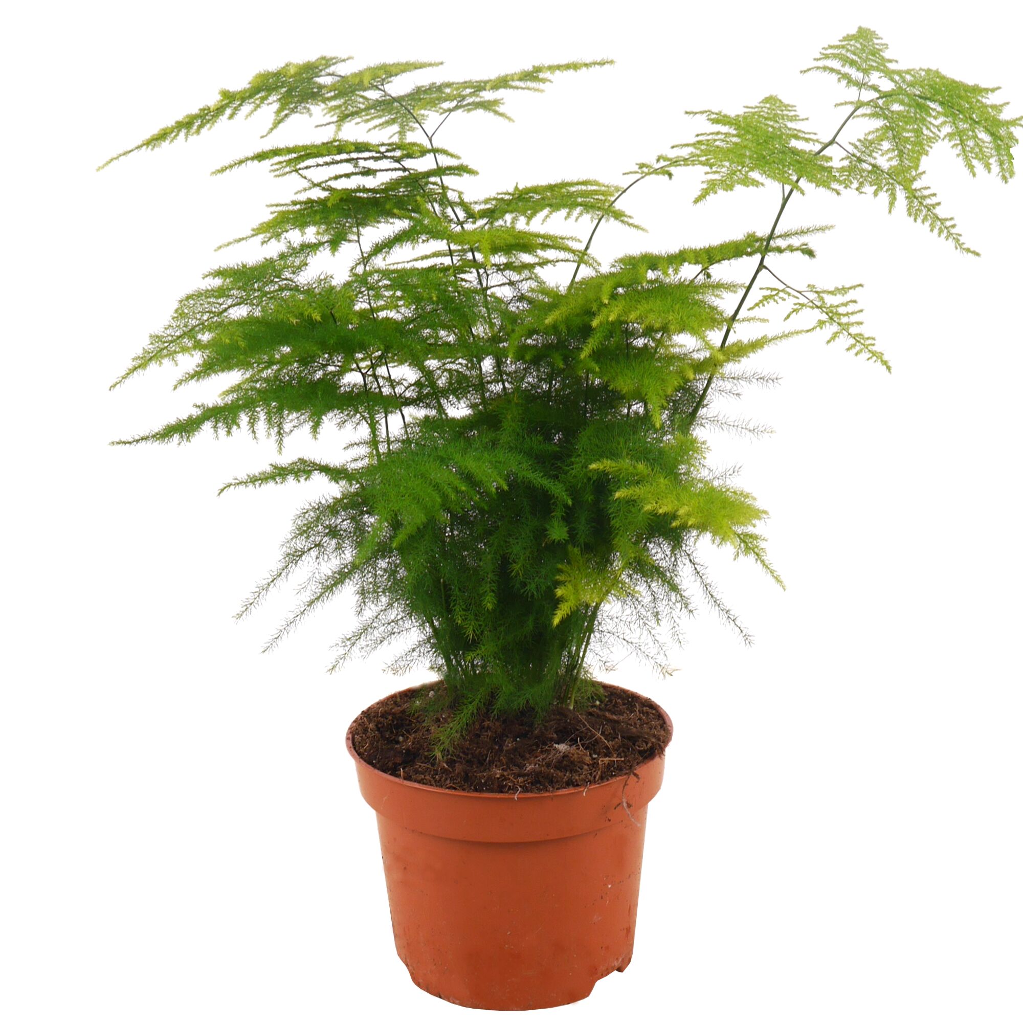 Spargelpflanze im Topf