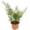 Zier-Spargel verschiedene Sorten 12 cm Topf